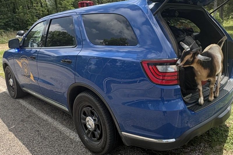A Nigerian Dwarf goat made an unexpected appearance at a Lockport Township crash scene Aug. 7, according to the Michigan State Police.