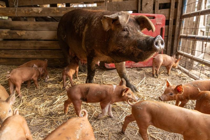 An outbreak of swine flu among pigs at the Kent County Youth Fair in Lowell, Michigan, has sickened an exhibitor from Ionia County, the state health department said Friday, Aug. 14, 2026. The pigs in this photograph are not those that were sick at the Kent County Youth Fair.