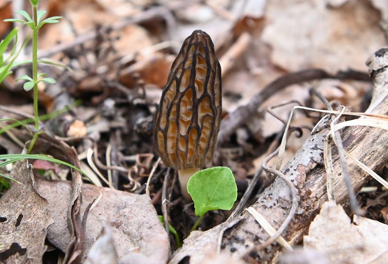 Black morel mushroom are a prized edible mushroom found in a field in Lapeer on April 30, 2022. Mushroom hunters will usually differentiate morels by color