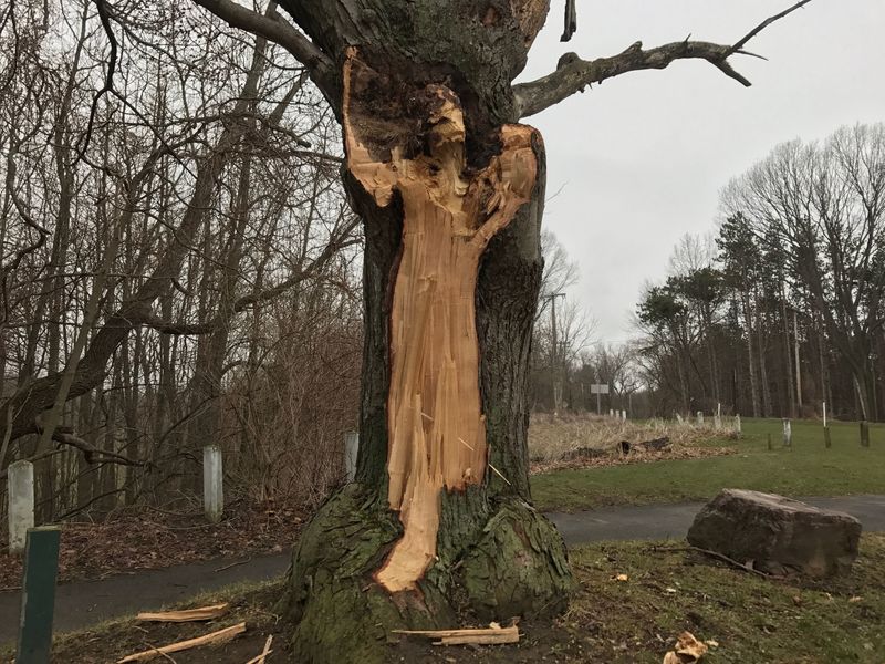 The Lady in White Ghost Walk, lakeside tours in which guides share stories of Irondequoit’s “Lady in White” (whose likeness some people see in this wind-damaged Durand-Eastman Park tree), start at 10:30 p.m. Saturdays through Oct. 28.