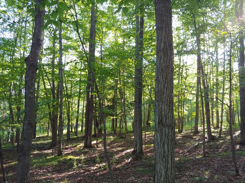 DEC is seeking public input on the past or future management of nine state forests in Steuben and Schuyler counties.