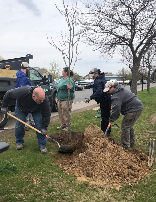 In this 2023 file photo, a honey locust tree is planted at the City Pier on Arbor Day. A white spruce tree will be planted there at 1 p.m. April 24.