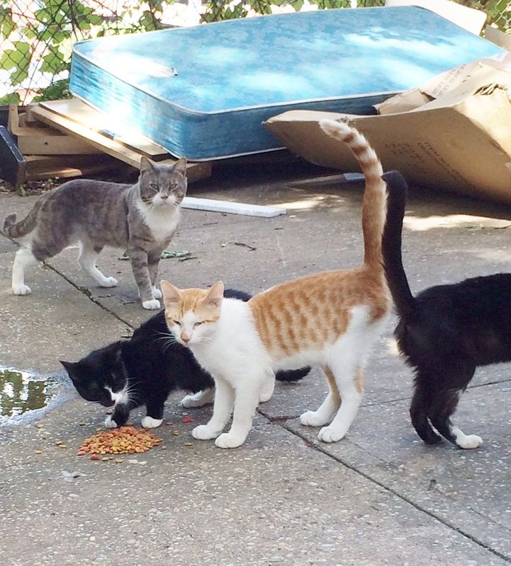Stray cats rescued in Yonkers by the Westchester SPCA in 2014.