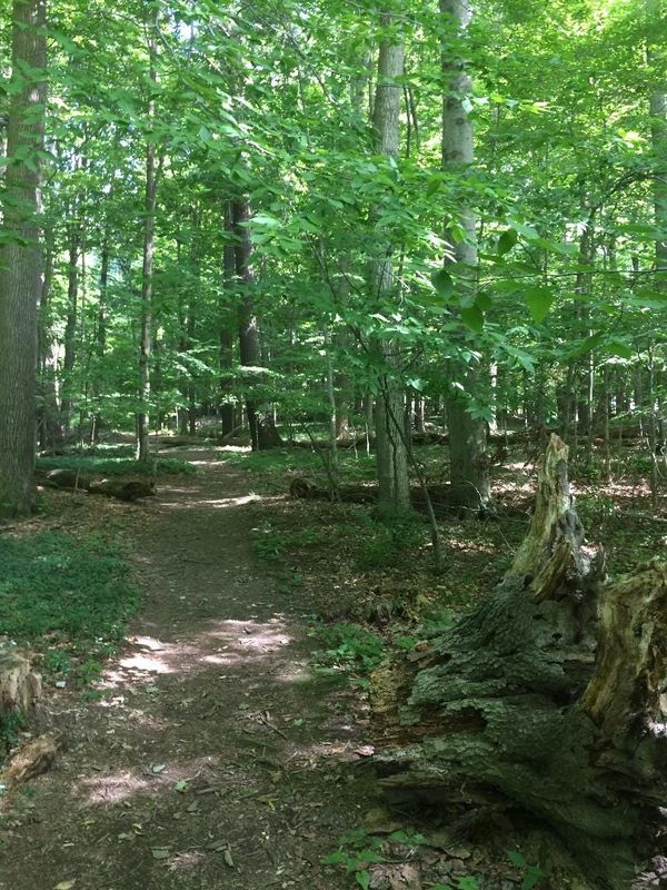 Ancient trees provide shadowed illumination to the seemingly endless trails of Smith Woods.