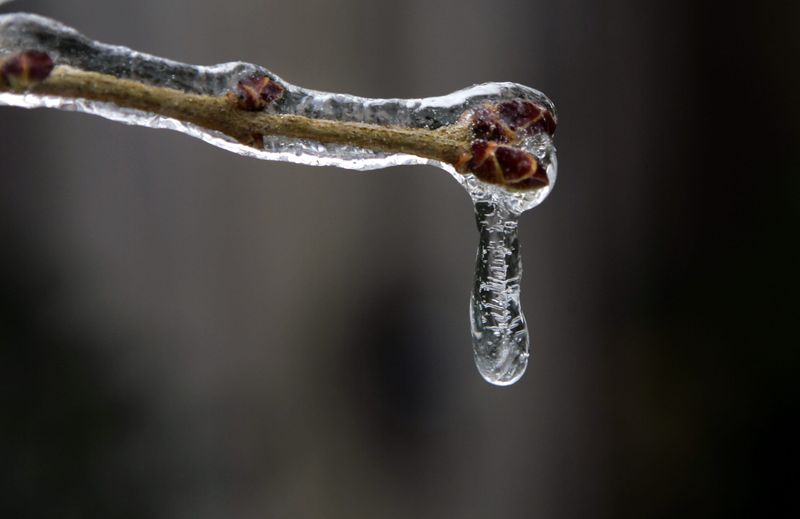 Freezing rain encases a bud.