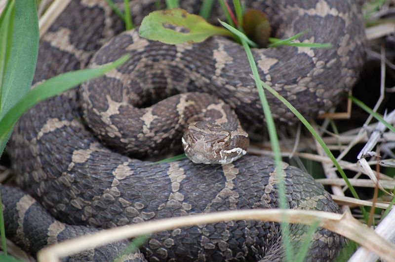 An Eastern Massasauga rattlesnake.