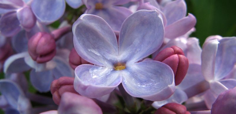 Rain fills the flower on a blooming John Dunbar lilac in 2015.