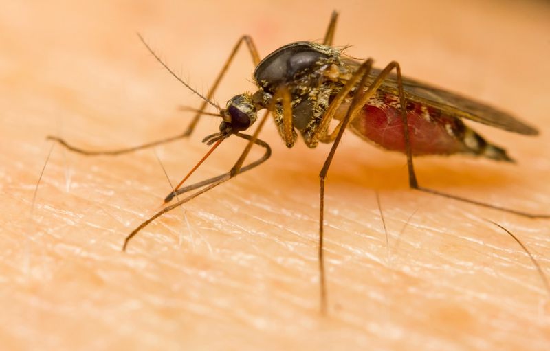 Orange County Department of Health workers have located mosquitoes carrying the West Nile virus in the Village of Greenwood Lake. SHUTTERSTOCK PHOTO