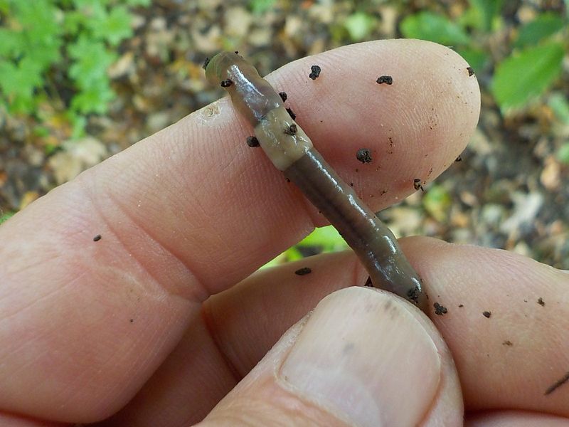 Jumping worms usually have a white clitellum and move fast when disturbed.