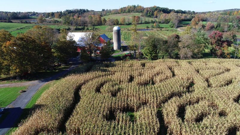 A corn maze at Wright Family Farm in Warwick Oct. 20, 2021.