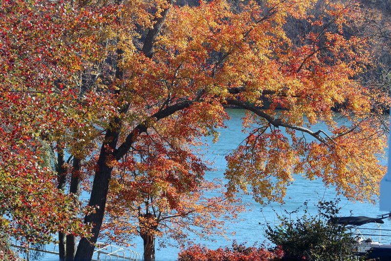 A colorful tree along Peach Lake in North Salem Nov. 2, 2021.