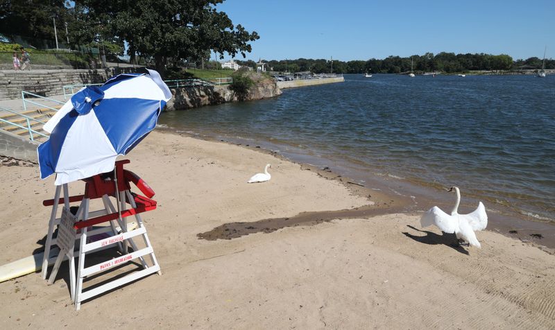 A lifeguard stand, with a lifeguard sitting in the shade and a couple of swans share the beach at Hudson Park in New Rochelle, Aug. 31, 2023. The beach was open while others along the Long Island Sound were closed.