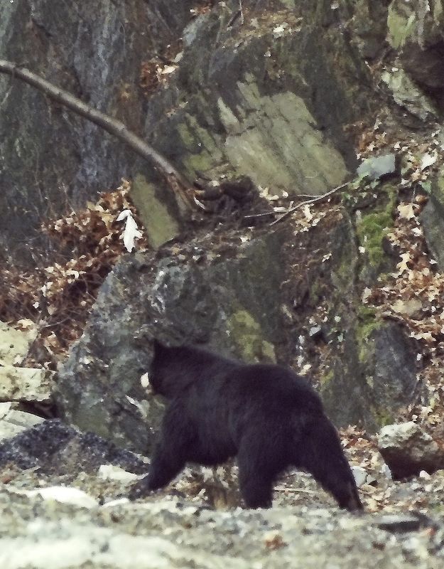 A Black bear that was roaming around White Plains was captured after a chase through city neighborhoods May 9, 1997. The bear, which was scene near FrancescoÕs Restaurant on Mamaroneck Ave, was eventually tranquilized by a state DEC biologist on a fairway at Ridgeway Country Club. The biologist performed several test on the sleeping bear before it was put in a special trailer and transported upstate to be released.