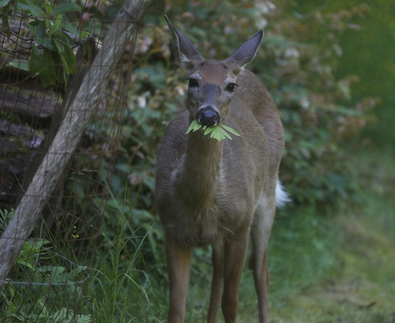 Deer and deer-borne ticks are raising concerns in Canandaigua.