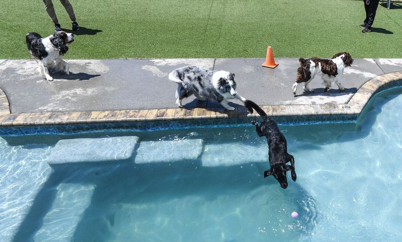 Justin Glenn watches as Chipper, a black Labrador retriever, jumping in the bone-shaped pool during recreation time at Electric City Stay and Play pet boarding in Anderson Monday, June 24, 2024.
