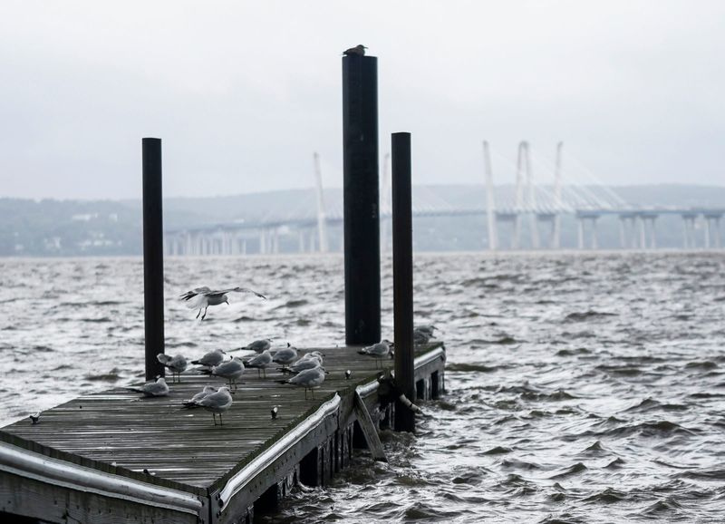 A flock of seagulls take shelter from the high winds along the Hudson River on a boat dock in Nyack ahead of Tropical Depression Debby on Friday, August 9, 2024.