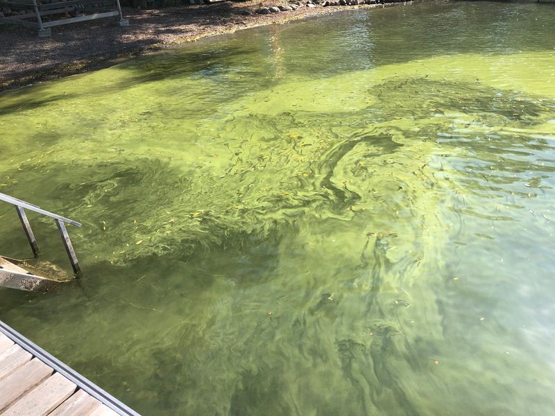 The presence of blue-green algae as detected last fall.