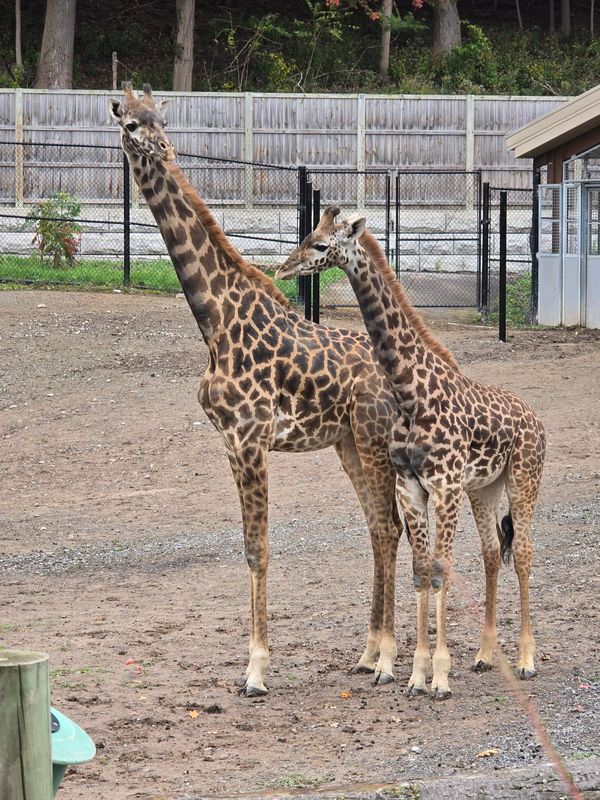 From left, female Masai giraffe Kura, 4, and male Masai giraffe Elliot, who will be 2 in October. Both animals were transferred to Seneca Park Zoo last fall from a zoo in San Diego.