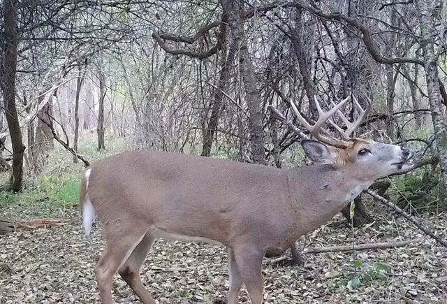 Steuben County hunters took 15,595 whitetails during the season, 6,700 more than the next highest total.
