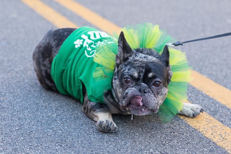 Oden the dog holds up Beacon's St. Patrick's Day Parade of Green momentarily because he was too tired to march in Beacon, NY on March 8, 2025.