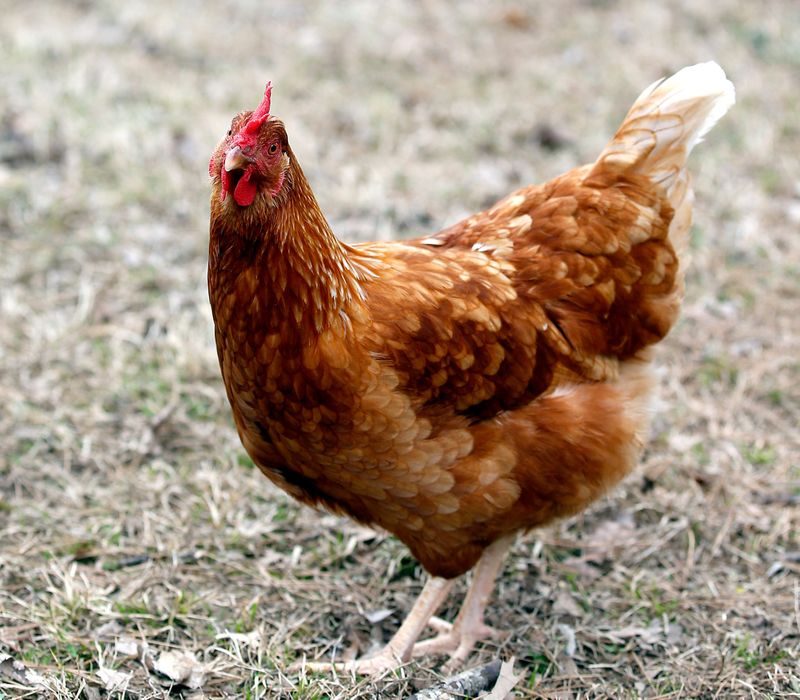 Check with local municipalities about how many chickens you can have in your backyard. Proper hygiene and observation are crucial to prevent disease outbreaks within the flock.