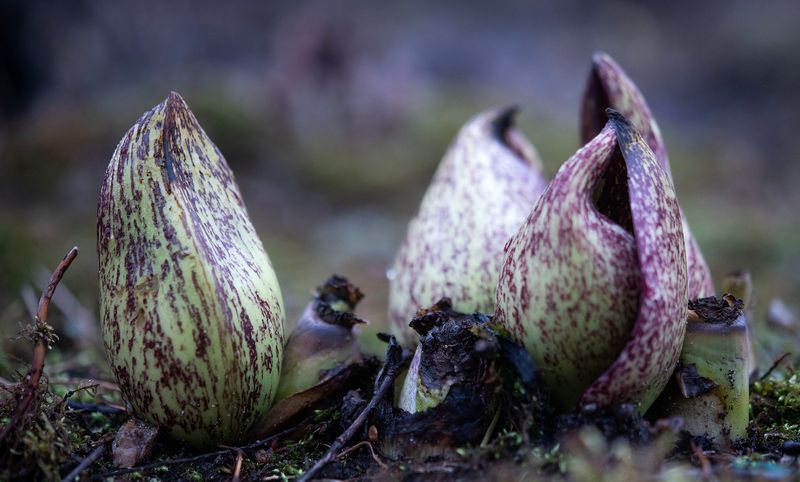 The appropriately named skunk cabbage pushes out of a swampy area.