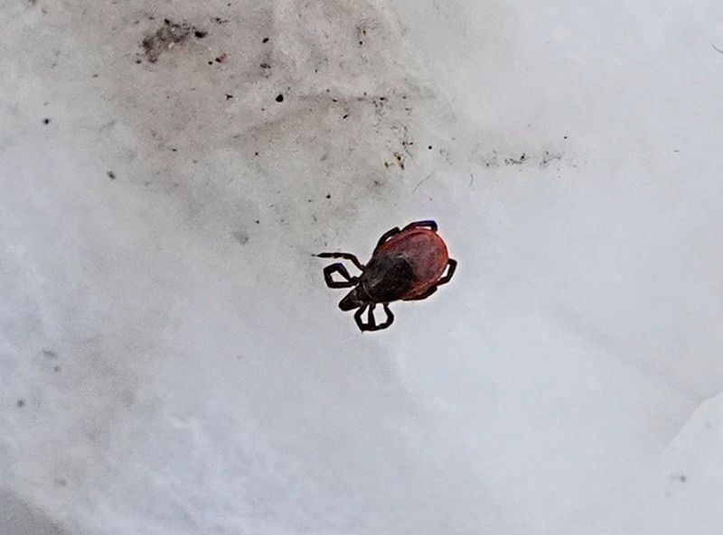 Ticks and the diseases they carry continue to be a health concern in Ontario County.