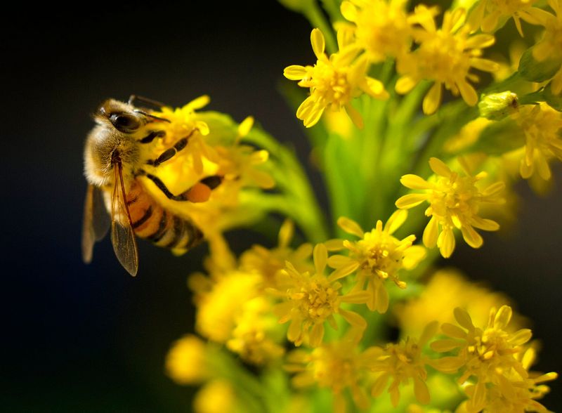 A bee collects pollen and nectar from recently planted Goldenrod.