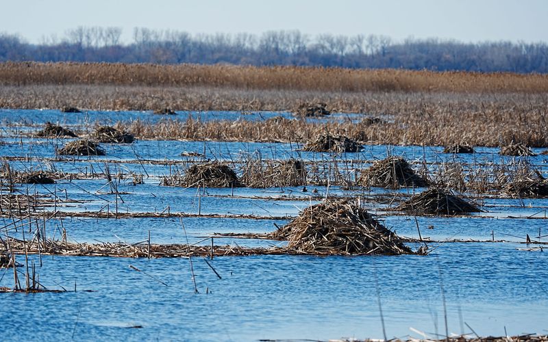 Dozens of muskrats' lodges dot the wetland areas at the Montezuma Wetlands Complex in Savannah on March 21, 2025.