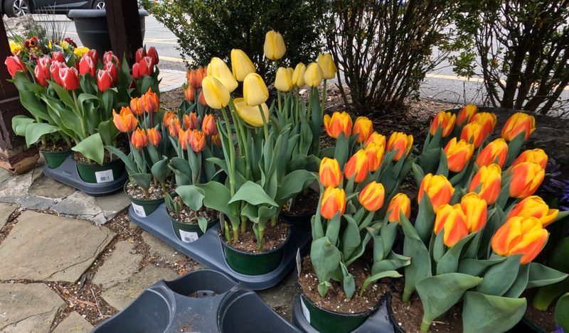 Potted spring-flowering bulbs at Down to Earth Living garden center in Pomona April 16, 2025.