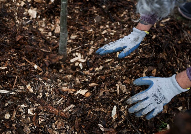 Proper mulching is one of the most beneficial practices you can provide.