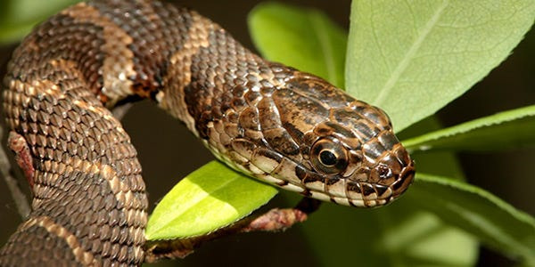 Close-up of the Northern water snake.