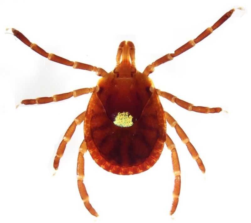 Microscopic image of a Lone Star tick.