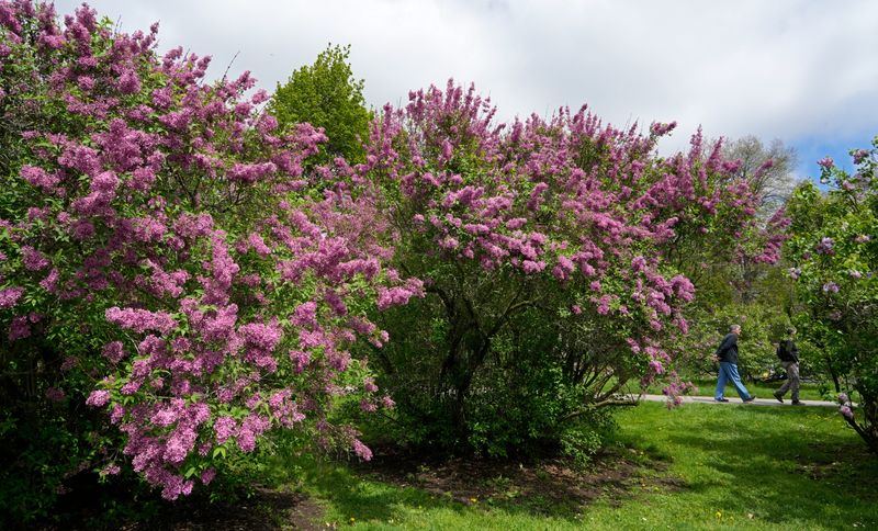 Visitors wander the foot paths that wind though blooming lilacs in Highland Park in Rochester Wednesday, May 7, 2025.