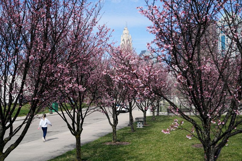 Plum trees blossom along the west side of the Scioto Mile in downtown Columbus on March 27, 2025. Plum trees are among the first fruit trees to bloom every spring.