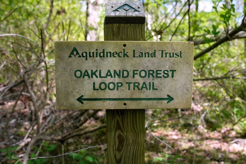 Beech leaf disease has been spreading fast through Rhode Island, threatening thousands of acres of beech trees with death. Plant scientists are getting ready to start work on experimental treatments in Oakland Forest, where some of the beech trees are more than 300 years old.