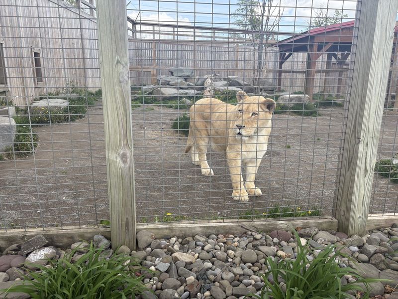 Lioness Bisa, mother to the five cubs born at Animal Adventure Park on May 7, 2025.