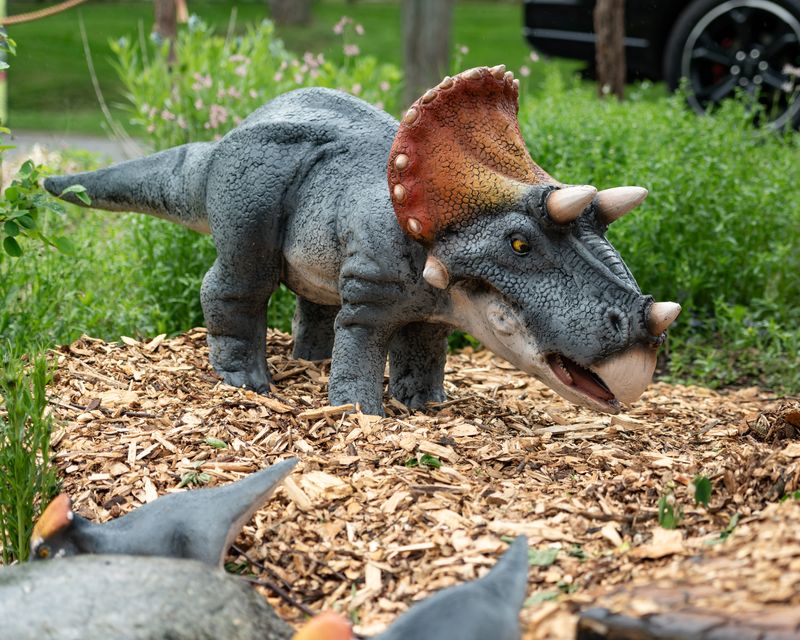 A Triceratops family roams around at the Utica Zoo on Wednesday, May 21, 2025.