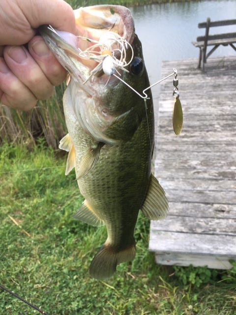With New York state's bass season opening June 17, 2025, a well-tuned spinnerbait gives us a better chance and fooling Mr. Bass.