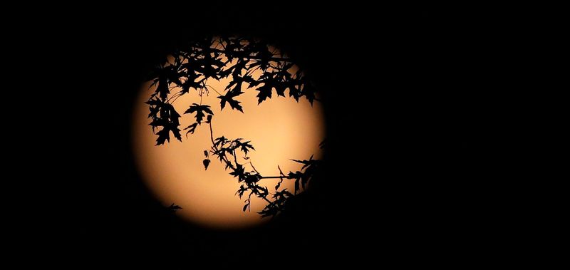 Tree leaves silhouetted by a strawberry moon on June 10, 2025, in De Pere, Wis.