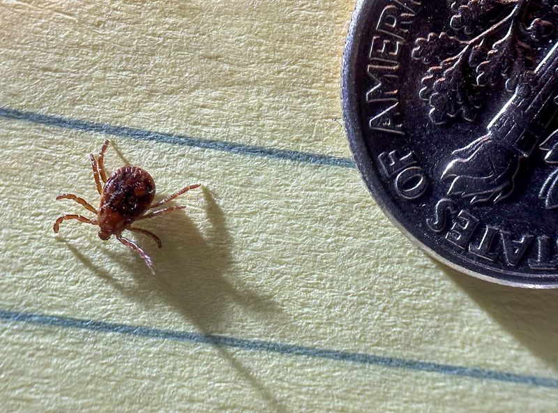An American dog tick (Dermacentor variabillis) pictured next to a dime, seen Thursday, May 29, 2025. [MATTHEW DAE SMITH/Lansing State Journal]
