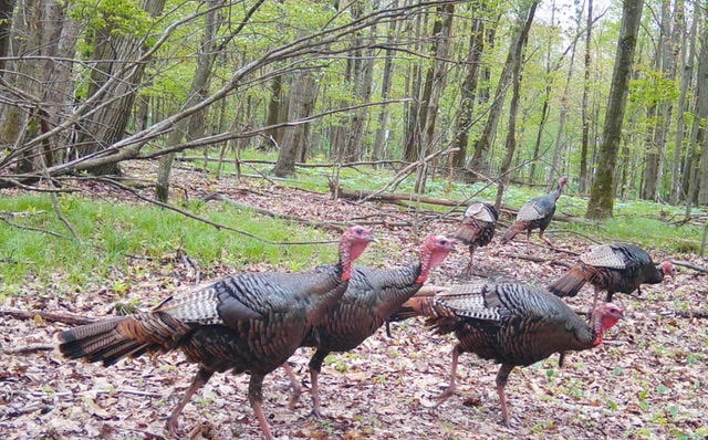 A band of 'bully jakes' that plagued writer Oak Duke all turkey season.