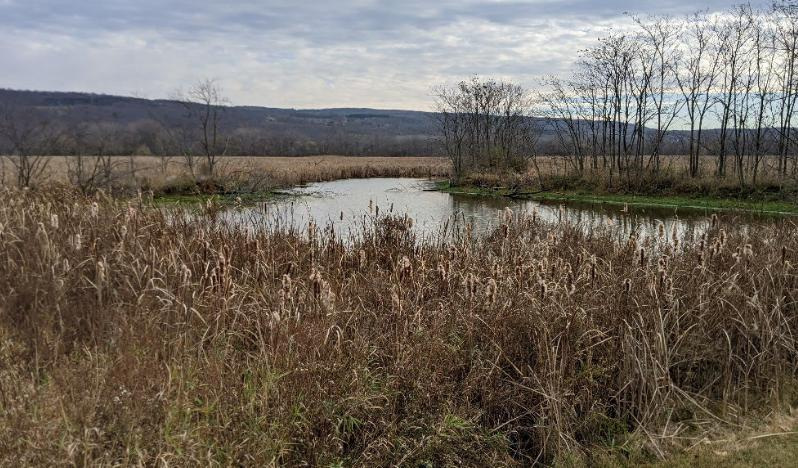 The Catharine Creek Marsh Wildlife Management Area near Watkins Glen is among state-owned lands in three counties included in a draft management plan to enhance wildlife diversity and protect endangered species.