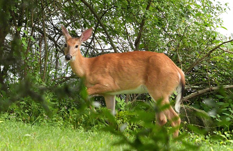 A white-tailed deer catches the sun at Kathryn Gorman Ponds Park in Montebello July 7, 2025.