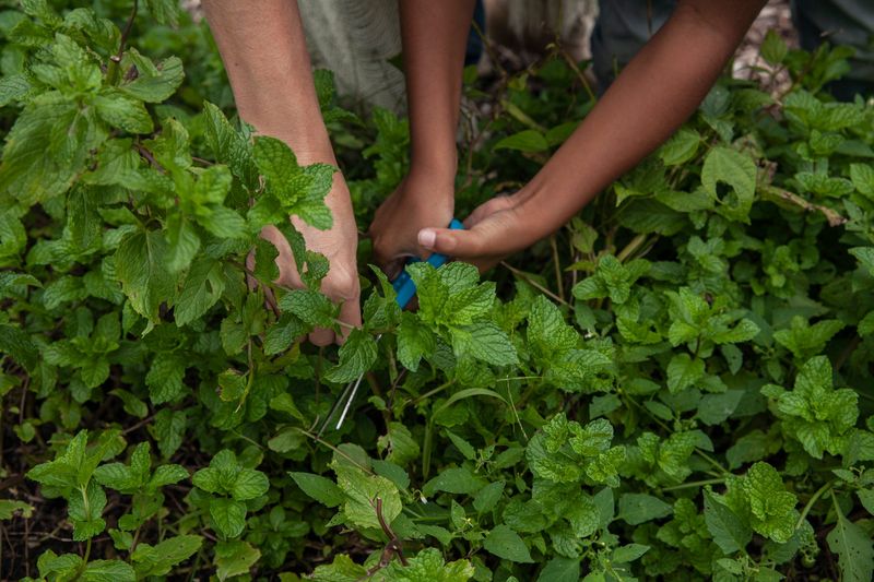 Mom and daughter picking mint in community garden.