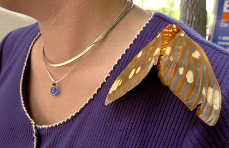 Christine Matha, of Erie, sports a royal walnut moth on her shoulder at 2007 Discover Presque Isle Days.