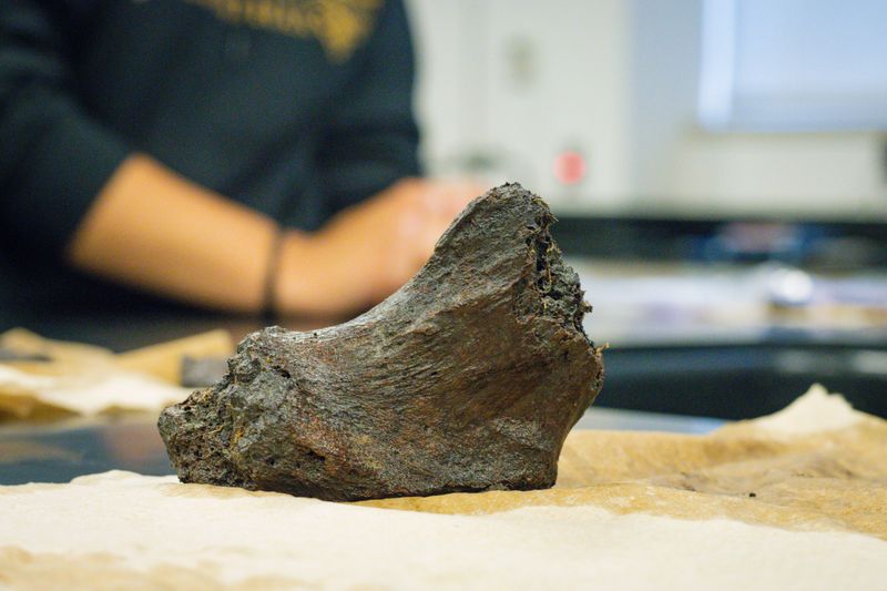 A SUNY Orange team uncovered more mastodon remains in the Town of Wallkill.