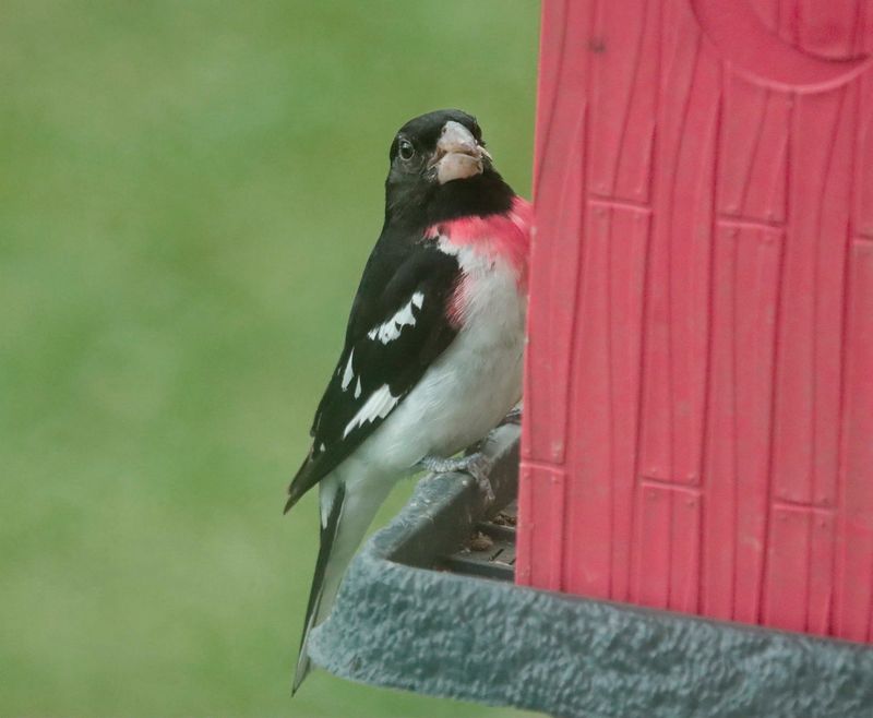 A male rose breasted grosbeak visits the feed of reader Janie Ferguson in Steuben County.