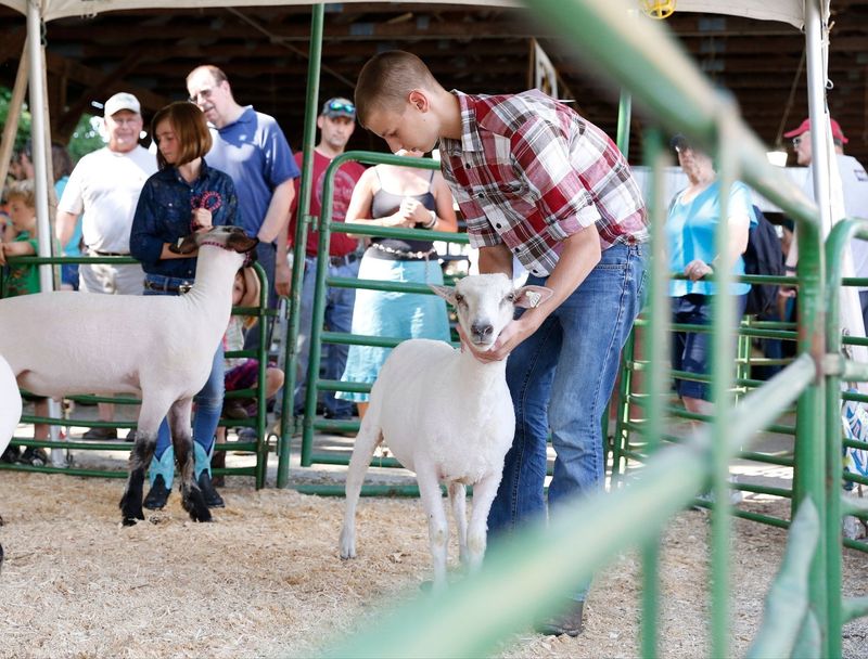 Livestock competitions are a key part of the Chemung County Fair in Horseheads, now in its 183nd year.