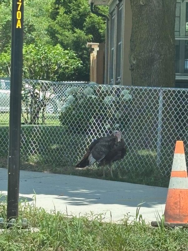 A wild turkey regularly roams the 19th Ward and can be seen in the Genesee Valley Park area, Genesee Street, Scottsville Road, Elmwood Ave, Burlington Ave, Brooks Ave and more.